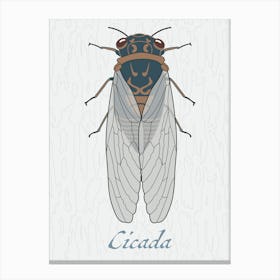 Cicada Bug Insect Australia Beetle 5 Canvas Print