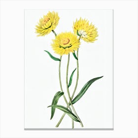 Yellow Daisy 1 Canvas Print