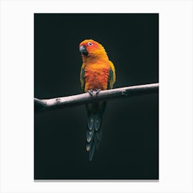 Parrot On A Branch 1 Canvas Print