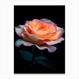 Peach Rose Isolated On Black Background 3 Canvas Print