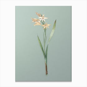 Vintage Gladiolus Cuspidatus Botanical Art on Mint Green n.0183 Canvas Print