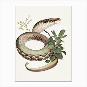 Crested Snake Vintage Canvas Print