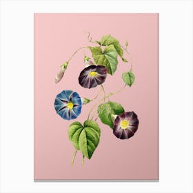Vintage Morning Glory Botanical on Soft Pink n.0945 Canvas Print