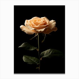 Peach Rose 22 Canvas Print