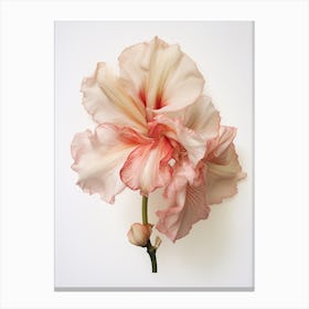 Pressed Flower Botanical Art Amaryllis 2 Canvas Print