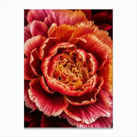 Red Carnation Canvas Print