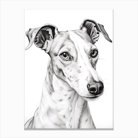Whippet Dog, Line Drawing 3 Canvas Print
