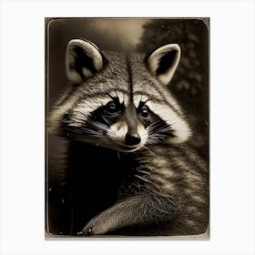 Common Raccoon Portrait Vintage Photography Canvas Print