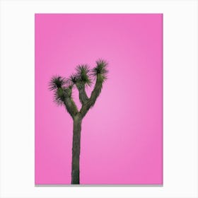 Joshua Tree With Pink Sky Canvas Print