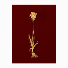 Vintage Chincherinchee Botanical in Gold on Red n.0508 Canvas Print
