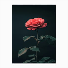 Single Rose On Dark Background 1 Canvas Print