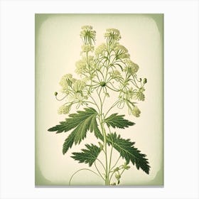 Meadowsweet Herb Vintage Botanical Canvas Print