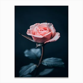 Pink Rose 50 Canvas Print