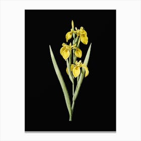 Vintage Irises Botanical Illustration on Solid Black n.0304 Canvas Print
