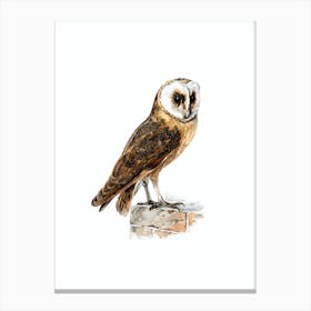 Vintage Tyto Alba Guttata Owl Bird Illustration on Pure White n.0168 Canvas Print