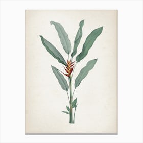 Vintage Redouté 2 Heliconia Humilis Canvas Print