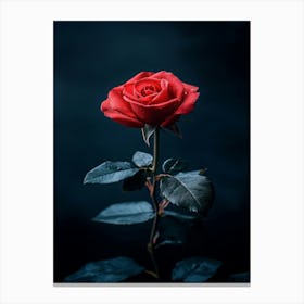 Red Rose On Dark Background Canvas Print