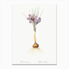 Crocus Sativus, Pierre Joseph Redoute 1 Canvas Print