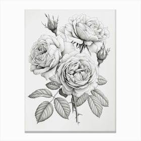 Roses Sketch 10 Canvas Print