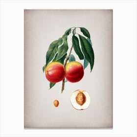 Vintage Peach Botanical on Parchment n.0595 Canvas Print