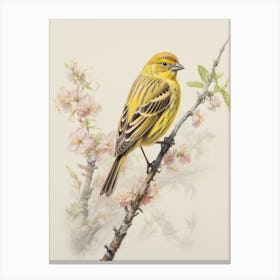 Vintage Bird Drawing Yellowhammer 2 Canvas Print