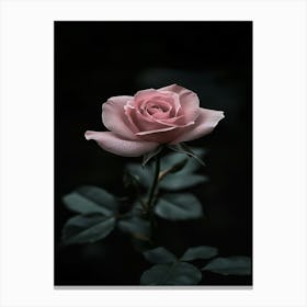 Dark Rose 158 Canvas Print