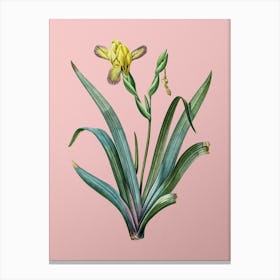 Vintage Hungarian Iris Botanical on Soft Pink n.0554 Canvas Print