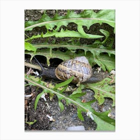 Img 5127 Snail in dandelion leaves Canvas Print