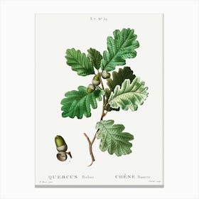 European Oak, Pierre Joseph Redoute Canvas Print