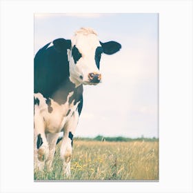 Black Spotted Cow Canvas Print