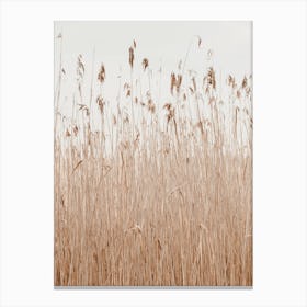 Bohemian Pampas Grass Canvas Print