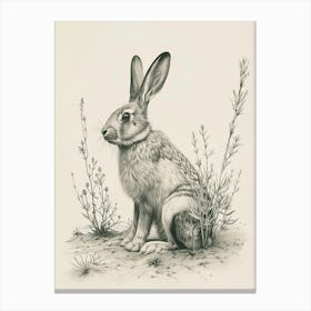 Florida White Rabbit Drawing 2 Canvas Print