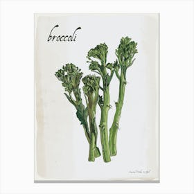 Broccoli Vintage illustration Print Canvas Print
