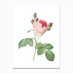 Vintage Pink Cabbage Rose Botanical Illustration on Pure White n.0061 Canvas Print