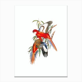 Vintage Fiery Parakeet Parrot Bird Illustration on Pure White n.0074 Canvas Print