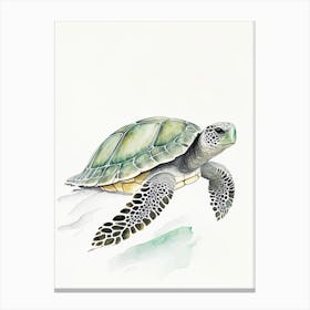 Olive Ridley Sea Turtle (Lepidochelys Olivacea), Sea Turtle Pencil Illustration 1 Canvas Print