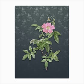 Vintage Pink Boursault Rose Botanical on Slate Gray Pattern n.0149 Canvas Print