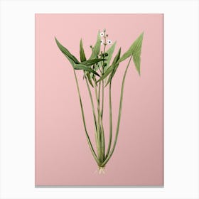 Vintage Arrowhead Botanical on Soft Pink n.0435 Canvas Print