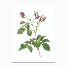 Vintage Crimson Evrat's Rose Botanical Illustration on Pure White n.0909 Canvas Print
