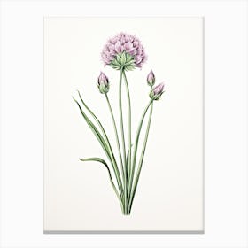 Chives Vintage Botanical Herbs 2 Canvas Print