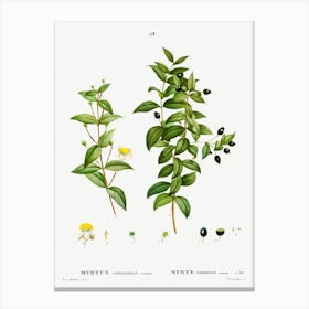 Myrtus Communis Romana, Pierre Joseph Redoute Canvas Print