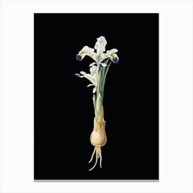 Vintage Iris Persica Botanical Illustration on Solid Black n.0526 Canvas Print