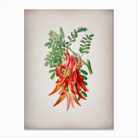 Vintage Crimson Glory Pea Flower Botanical on Parchment n.0569 Canvas Print