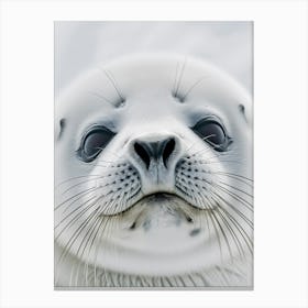 Polar seal Canvas Print