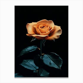 Orange Rose 22 Canvas Print