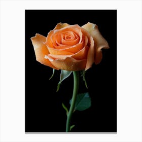 Orange Rose Isolated On Black Background Photo Canvas Print