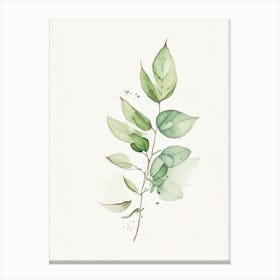Oregano Leaf Minimalist Watercolour 1 Canvas Print