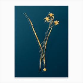 Vintage Ixia Longiflora Botanical in Gold on Teal Blue Canvas Print