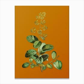 Vintage European Smoketree Botanical on Sunset Orange n.0960 Canvas Print