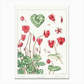 Cyclamen From The Plant And Its Ornamental Applications (1896), Maurice Pillard Verneuil Canvas Print